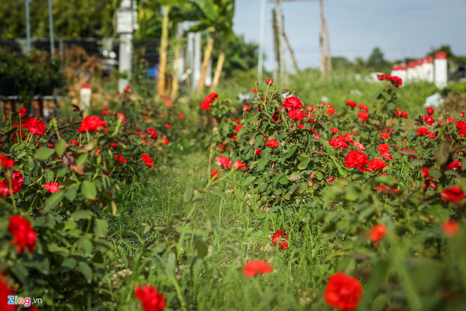 Hoa hồng Sa Đéc cháy hàng trước Tết